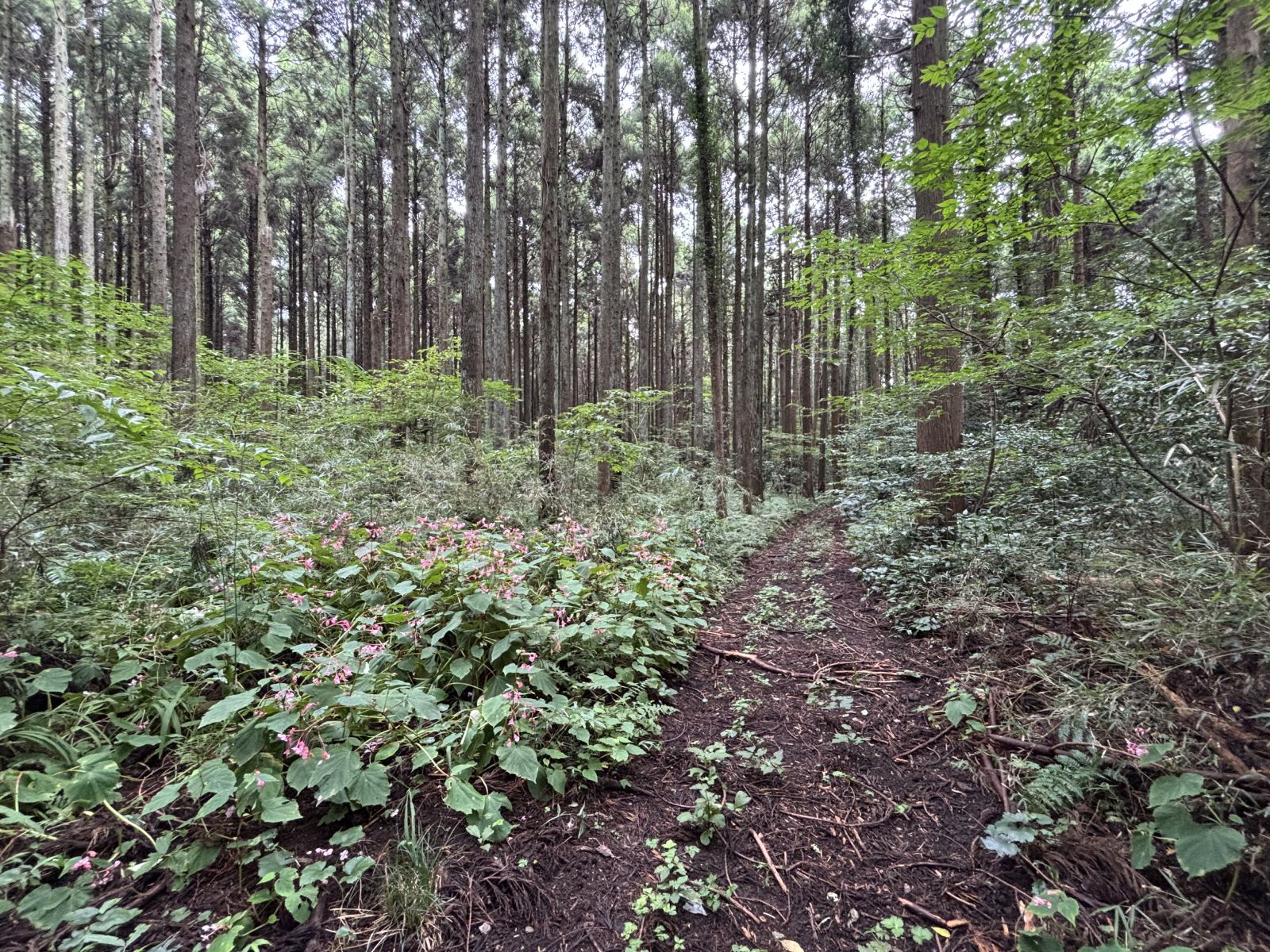 山武市　石仏